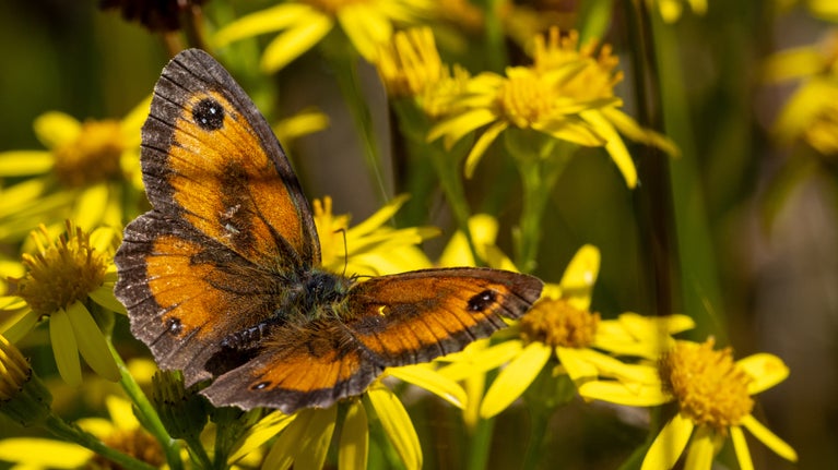 Brown and orange butterfly feeding on bright yellow flowers, wings outstretched.